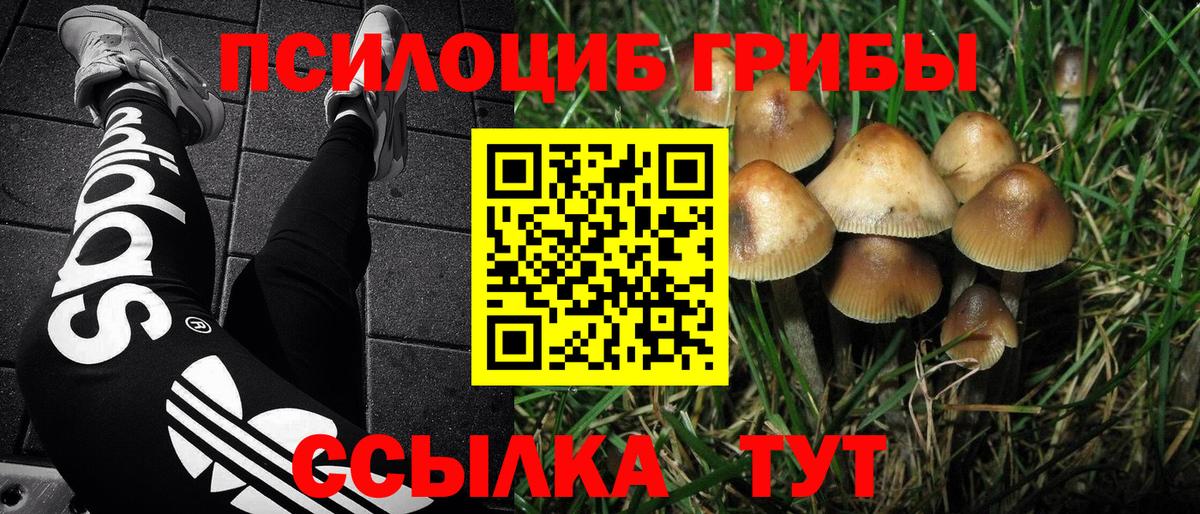 Михайловск  Псилоцибиновые грибы мицелий  купить наркотик  Вход с VPN 